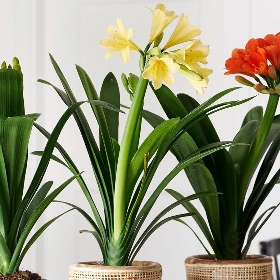 Clivia Miniata Var. Citrina 3 Clivia Miniata Var. Citrina