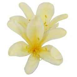 Clivia Miniata Var. Citrina 8 Clivia Miniata Var. Citrina -Herbalife Shop pl2000043261 card2 lg