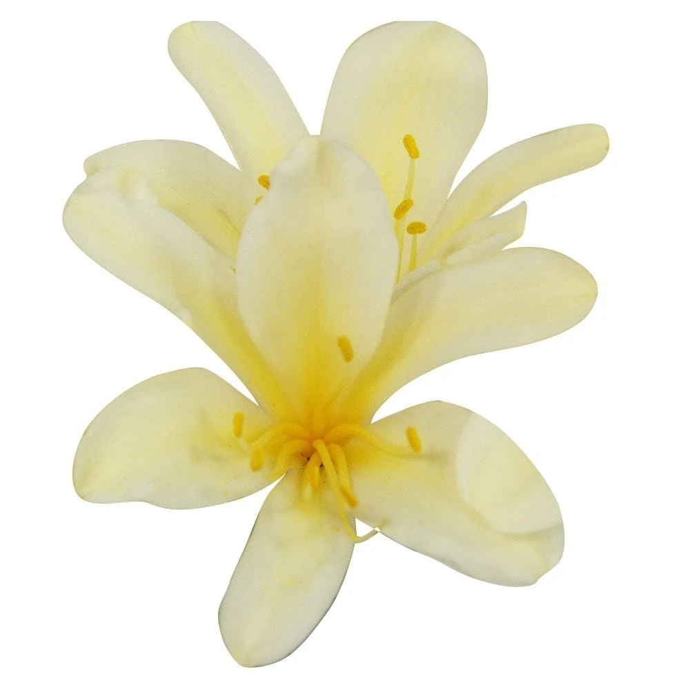 Clivia Miniata Var. Citrina 4 Clivia Miniata Var. Citrina - Image 2