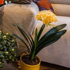 Clivia Miniata Var. Citrina 9 Clivia Miniata Var. Citrina -Herbalife Shop pl2000043261 card3 lg