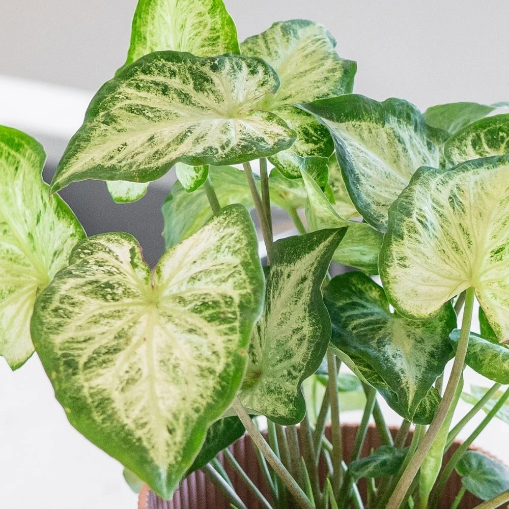 Caladium 'White Delight' 4 Caladium 'White Delight' - Image 2