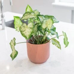 Caladium 'White Delight' 7 Caladium 'White Delight' -Herbalife Shop pl2000043272 card3 lg