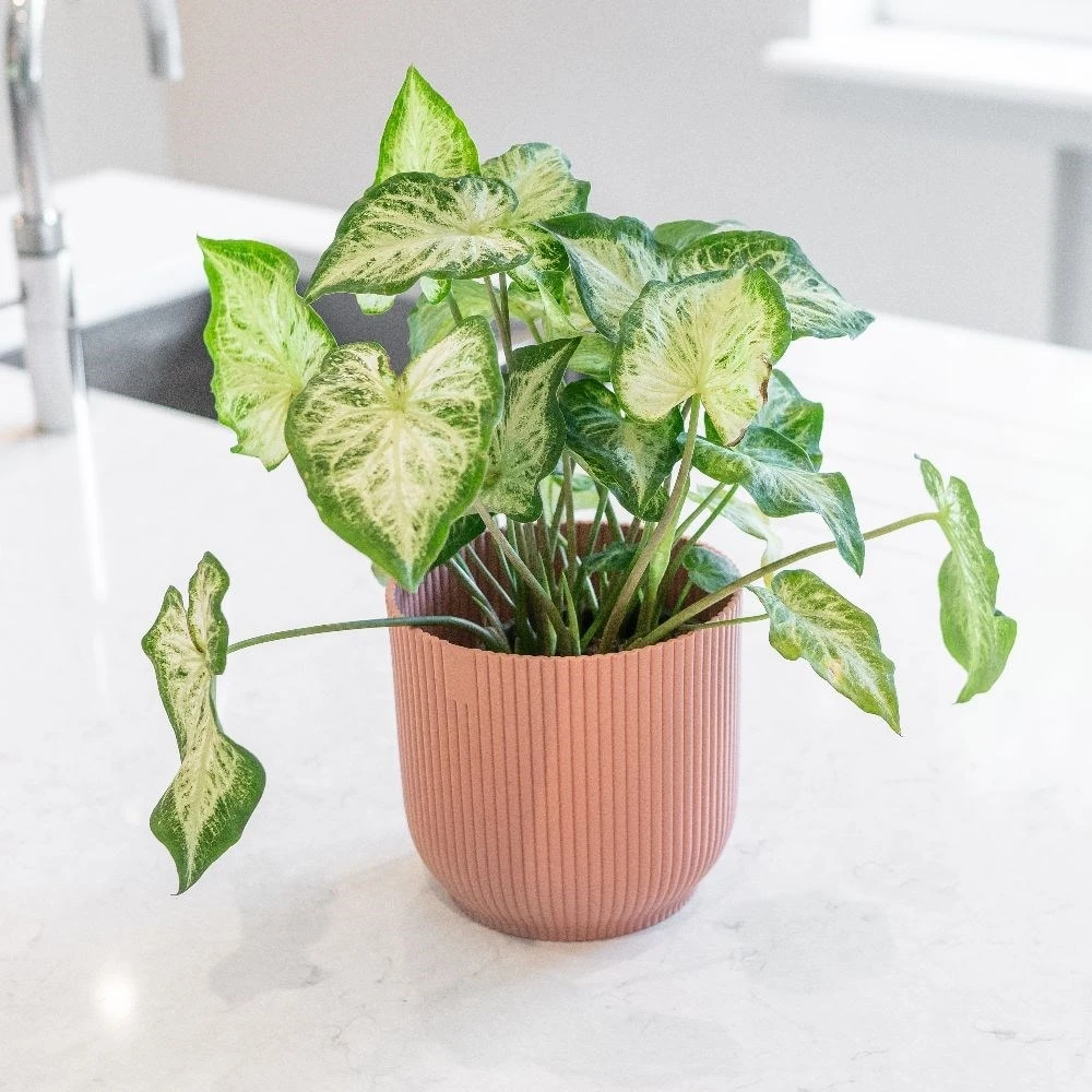 Caladium 'White Delight' 5 Caladium 'White Delight' - Image 3