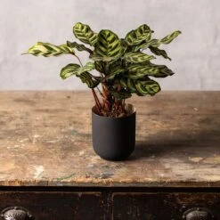 Goeppertia Makoyana -Herbalife Shop pl2000043282 card3 lg