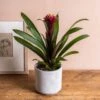 Guzmania Lingulata 'Francesca' -Herbalife Shop pl2000043283