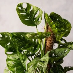 Monstera 'Monkey Leaf' -Herbalife Shop pl2000043286 card2 lg