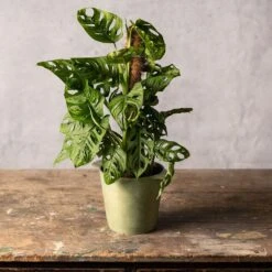 Monstera 'Monkey Leaf' -Herbalife Shop pl2000043286 card3 lg