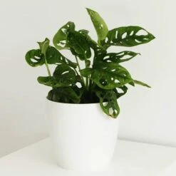 Monstera Adansonii -Herbalife Shop pl2000043287 card2 lg