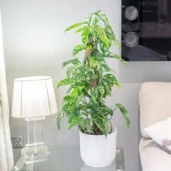 Monstera Adansonii -Herbalife Shop pl2000043287 card3 lg