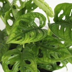 Monstera Adansonii -Herbalife Shop pl2000043287 card4 lg