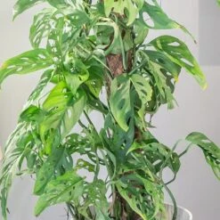 Monstera Adansonii -Herbalife Shop pl2000043287 card5 lg