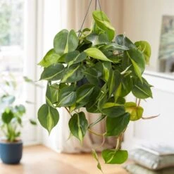 Philodendron Scandens 'Brasil' -Herbalife Shop pl2000043288 card3 lg