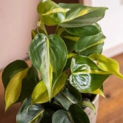 Philodendron Scandens 'Brasil' -Herbalife Shop pl2000043288 card4 lg