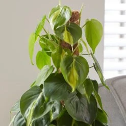 Philodendron Scandens 'Brasil' -Herbalife Shop pl2000043288 card5 lg