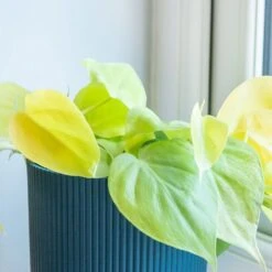 Philodendron Scandens 'Micans Lime' 6 Philodendron Scandens 'Micans Lime' -Herbalife Shop pl2000043289 card2 lg