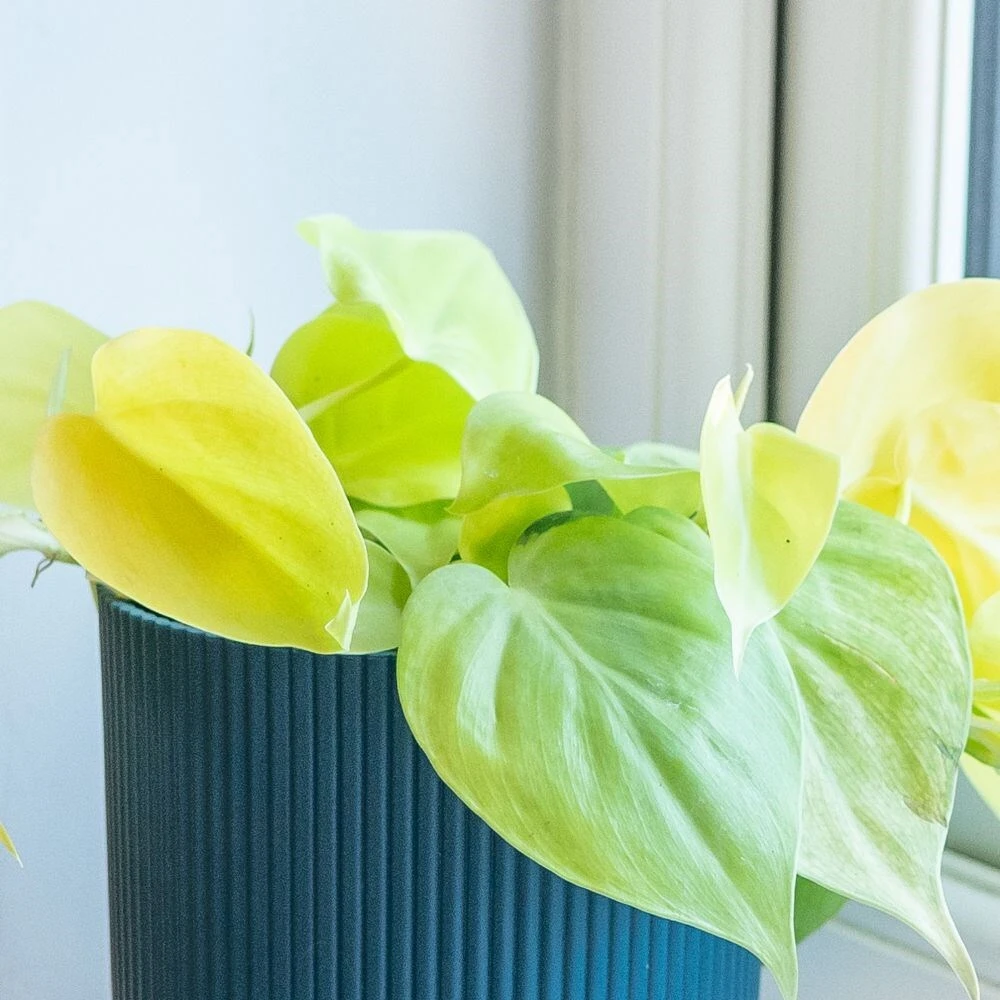 Philodendron Scandens 'Micans Lime' 4 Philodendron Scandens 'Micans Lime' - Image 2