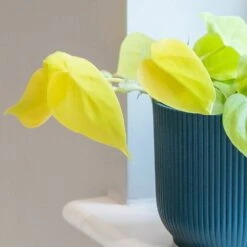 Philodendron Scandens 'Micans Lime' 7 Philodendron Scandens 'Micans Lime' -Herbalife Shop pl2000043289 card3 lg