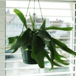 Platycerium Bifurcatum 8 Platycerium Bifurcatum -Herbalife Shop pl2000043293 card2 lg