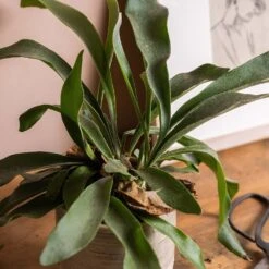 Platycerium Bifurcatum 11 Platycerium Bifurcatum -Herbalife Shop pl2000043293 card5 lg