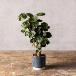 Polyscias 'Fabian' 7 Polyscias 'Fabian' -Herbalife Shop pl2000043294 card3 lg