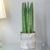 Sansevieria Cylindrica 'Straight' 2 Sansevieria Cylindrica 'Straight' -Herbalife Shop pl2000043297