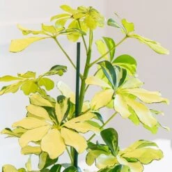 Schefflera Arboricola 'Melanie' -Herbalife Shop pl2000043301 card2 lg
