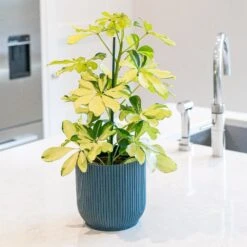 Schefflera Arboricola 'Melanie' -Herbalife Shop pl2000043301 card3 lg