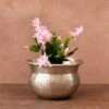 Schlumbergera 'Exotic Dancer' -Herbalife Shop pl2000043302