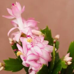 Schlumbergera 'Exotic Dancer' -Herbalife Shop pl2000043302 card2 lg