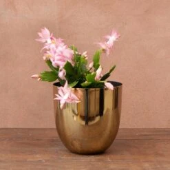 Schlumbergera 'Exotic Dancer' -Herbalife Shop pl2000043302 card3 lg