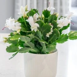 Schlumbergera White-flowered -Herbalife Shop pl2000043303 card3 lg