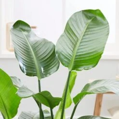 Strelitzia Nicolai -Herbalife Shop pl2000043305 card3 lg