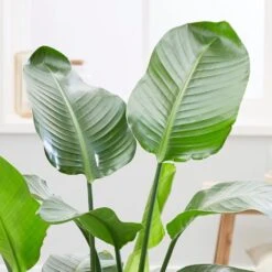 Strelitzia Nicolai -Herbalife Shop pl2000043305 card4 lg