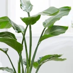 Strelitzia Nicolai -Herbalife Shop pl2000043305 card5 lg