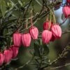 Crinodendron Hookerianum 'Ada Hoffmann' -Herbalife Shop pl2000043465