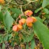 Euonymus Myrianthus -Herbalife Shop pl2000043517