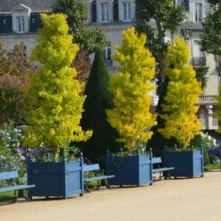 Ginkgo Biloba 'Fastigiata Blagon' 8 Ginkgo Biloba 'Fastigiata Blagon' -Herbalife Shop pl2000043519 card3 lg