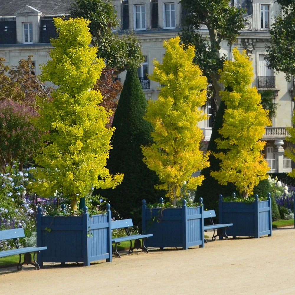 Ginkgo Biloba 'Fastigiata Blagon' 5 Ginkgo Biloba 'Fastigiata Blagon' - Image 3