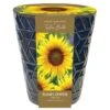 Indoor Sunflower Pot -Herbalife Shop pl2000043557
