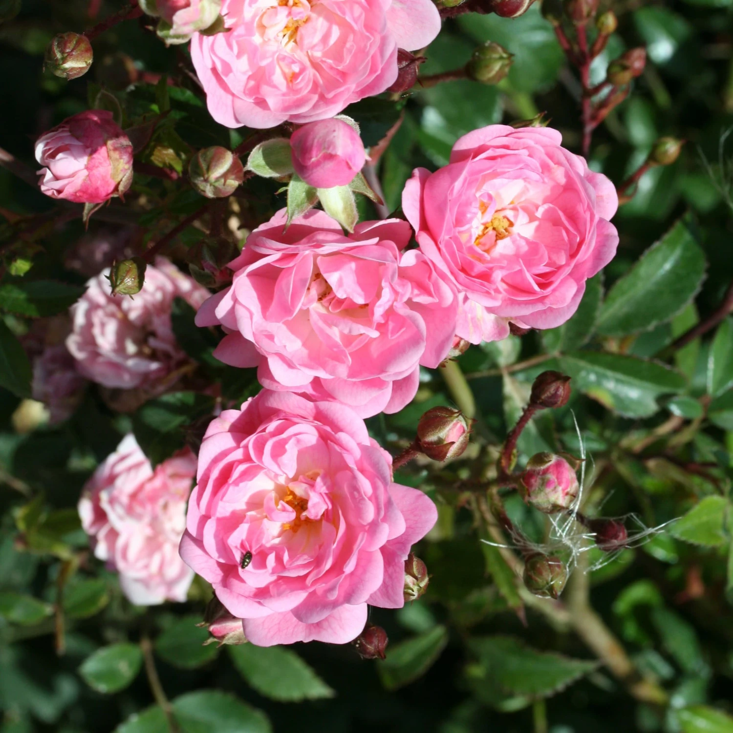 Rosa 'The Fairy' 4 Rosa 'The Fairy' - Image 2