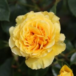 Rosa Anniversary Wishes ('Noa140721') (PBR) 5 Rosa Anniversary Wishes ('Noa140721') (PBR) -Herbalife Shop pl2000044020 card2 lg