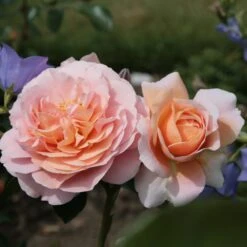 Rosa Joie De Vivre ('Korfloci 01') (PBR) -Herbalife Shop pl2000044024 card3 lg