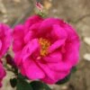 Rosa Gallica Var. Officinalis -Herbalife Shop pl2000044026