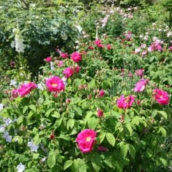 Rosa Gallica Var. Officinalis -Herbalife Shop pl2000044026 card2 lg