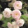Rosa 'Noisette Carnée' -Herbalife Shop pl2000044029