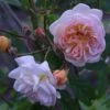 Rosa 'Ghislaine De Féligonde' 2 Rosa 'Ghislaine De Féligonde' -Herbalife Shop pl2000044030