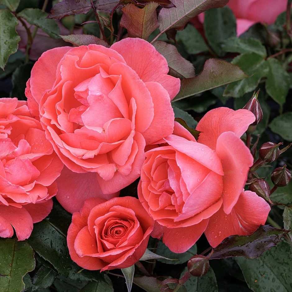 Rosa Happy Anniversary ('Bedfranc') (PBR) 3 Rosa Happy Anniversary ('Bedfranc') (PBR)