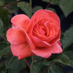 Rosa Happy Anniversary ('Bedfranc') (PBR) 5 Rosa Happy Anniversary ('Bedfranc') (PBR) -Herbalife Shop pl2000044032 card2 lg