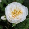 Rosa 'White Patio' -Herbalife Shop pl2000044038
