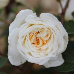 Rosa 'White Patio' 5 Rosa 'White Patio' -Herbalife Shop pl2000044038 card2 lg